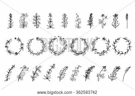 Wild Herbs, Drawn By A Black Line On A White Background. Vector. Set. Hand Drawing.