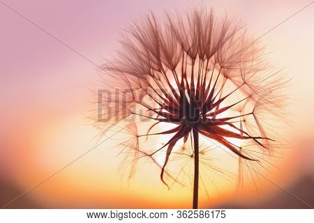 Dandelion At Sunset . Freedom To Wish. Dandelion Silhouette Fluffy Flower On Sunset Sky. Seed Macro 