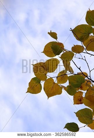 Autumn Background. Yellow Leaves On Tree Branches Against The Sky. Beautiful Autumn Background. Vert