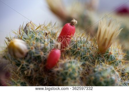 Yellow Flower And Red Fruits Of Mammillaria Elongata. Close Up Of A Small Cactus In A Pot With Flowe