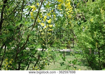 Buds And Yellow Flowers Of Laburnum Anagyroides In May