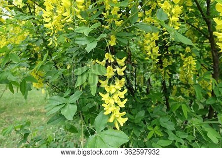 Bright Yellow Flowers Of Laburnum Anagyroides In May