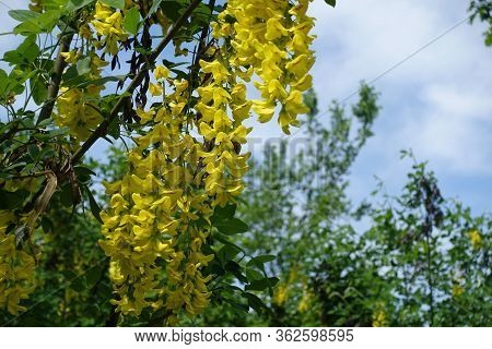 Blossoming Branches Of Laburnum Anagyroides Against The Sky In May