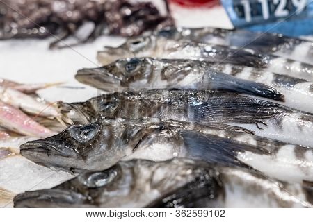 Mackerel Icefish Fresh On A Refrigerated Store Counter Among Crushed Ice.