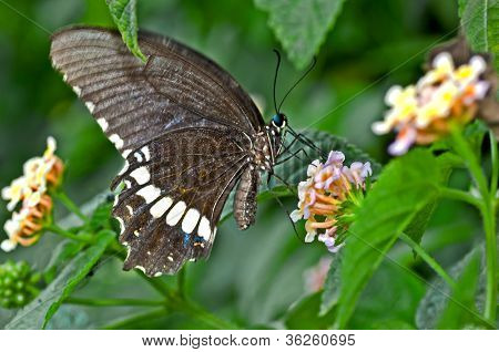 Sommerfugl fælles Mormons Bog Papilio Polytes blomst Closeup kopi rum
