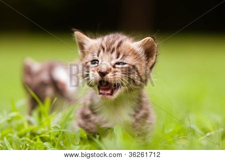 gattino chiamando a sua madre