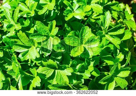 Close Up On Geranium Renardii Green Leafs Uk