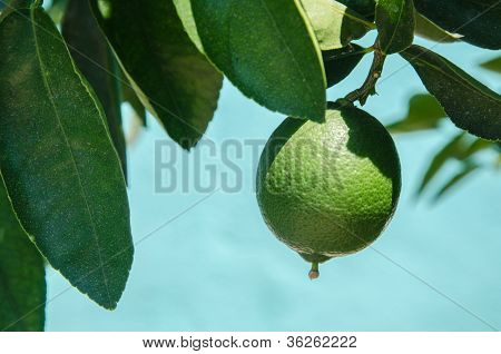 Limón verde fresco en un árbol
