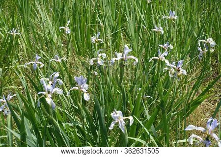 Blossoming Light Violet Irises In Late Spring