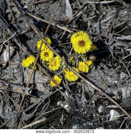 First Spring Yellow Flowers Mother And Stepmother Plants With The Latin Name Tussilago Farfara A Med