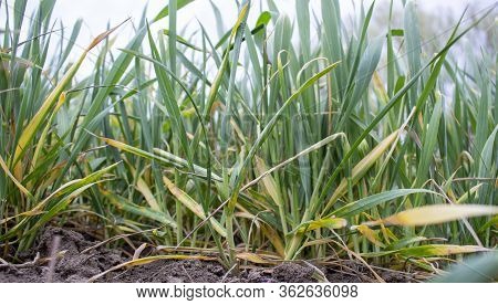 Wheat Bushes With Damaged Leaves Due To Frost And Drought. Diseases Of Plants Of Cereals.