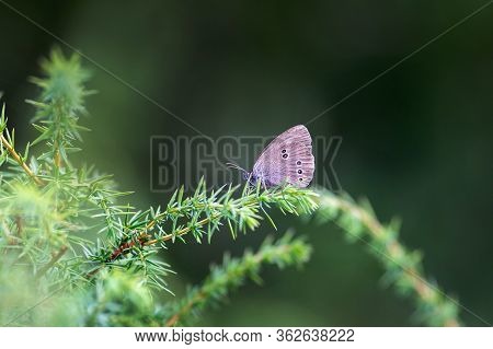 Beautiful Ringlet Butterfly Sitting On The Green Branch, Aphantopus Hyperantus