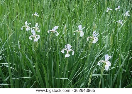 Irises With Light Violet Flowers In May