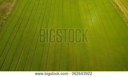 Aerial View Shot From Drone Of The Beautiful Paddy Fields With Green Young Sprouts In Farming Organi
