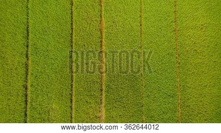 Aerial View Shot From Drone Of The Beautiful Paddy Fields With Green Young Sprouts In Farming Organi