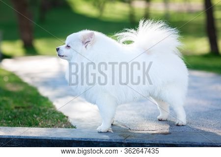 White Small Pomeranian Spitz Sitting On The Lawn Outdoor