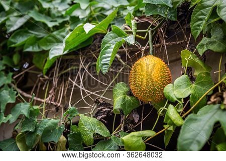 Gac Fruit On Tree,(baby Jackfruit, Cochinchin Gourd, Spiny Bitter Gourd, Sweet Gourd). Momordica Coc