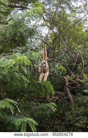 White Gibbons On Tree. White Hand Gibbon Hanging From The Tree Branch. White Handed Gibbon Is Jumpin