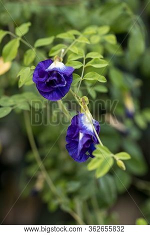 Butterfly Pea Flower, This Flower Can Coloring Matter In Thai Dessert Having Blue And Purple Color B