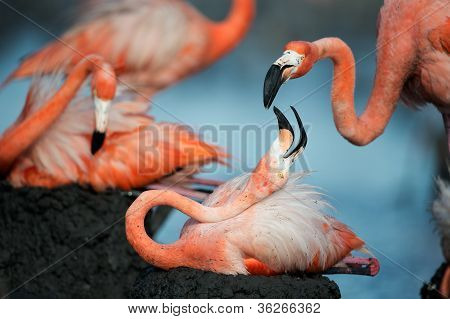 플라밍고 (phoenicopterus Ruber)