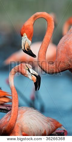플라밍고 (phoenicopterus Ruber)