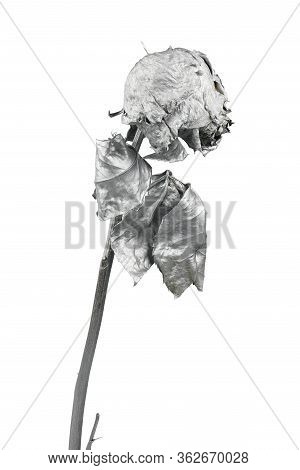 Silver Rose Isolated On White. Silver Dried Flower Head, Romance Concept. High Resolution Photo. Ful