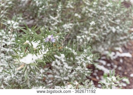 Blooming Purple Rosemary Flower Under Freezing Snow Blanket Near Dallas, Texas, Usa