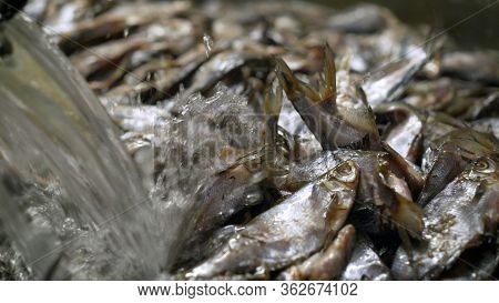 Salting Fish. The Process Of Salting Fish In A Fish Factory. The Process Of Dried Fish.