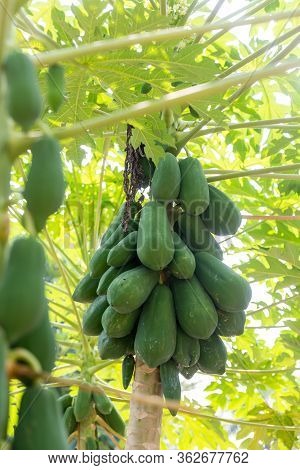 Organic Green Papaya On Tree. Nature Fresh Green Papaya On Tree With Fruits In Nature Landscape. Pap