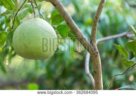 Ripening Fruits Of The Pomelo, Natural Citrus Fruit, Green Pomelo Hanging On Branch Of The Tree . Ri