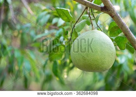 Ripening Fruits Of The Pomelo, Natural Citrus Fruit, Green Pomelo Hanging On Branch Of The Tree . Ri