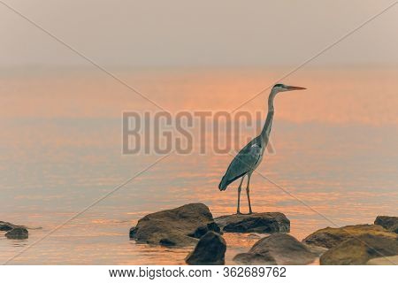 Gray Heron Fishing At Sunset On The Beach. Beautiful Wildlife Nature, Tropical Bird In Sunset