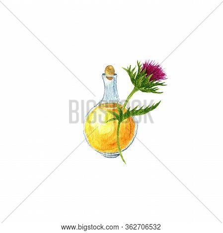 Watercolor Drawing Thistle Oil, Bottle Of Vegetable Oil And Silybum Marianum Plant, Hand Drawn Illus