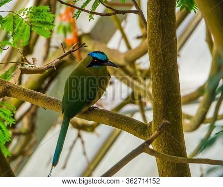 Closeup Of A Blue Crowned Motmot Sitting On A Tree Branch, Tropical Bird Specie From South America