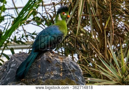 Portrait Of A White Cheeked Turaco Sitting On A Rock, Colorful Tropical Bird Specie From Africa