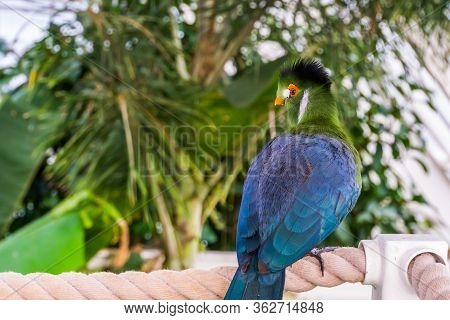 Beautiful Portrait Of A White Cheeked Turaco From The Back, Colorful Tropical Bird Specie From Afric