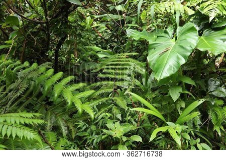 Volcano La Soufriere Rainforest Hiking Trail In Guadeloupe. Green Jungle Forest. Greenery Background