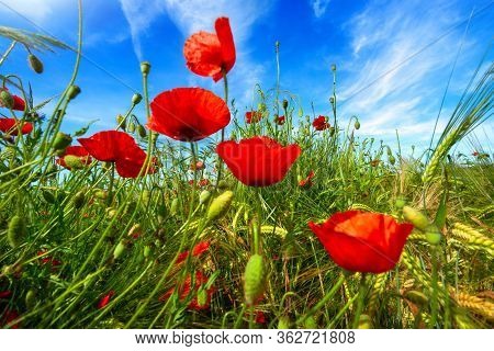 Closeup Of Vibrant Poppy Flowers On A Wild Field Growing Towards The Deep Blue Sky