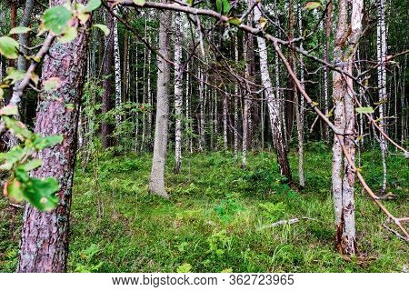 Summer Landscape Deciduous Forest. White Birch Trunks In A Birch Grove.