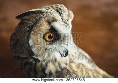 Close Up Portrait Of Eurasian European Eagle-owl, Bubo Bubo Great Horned Owl Virginianus, On Blured 
