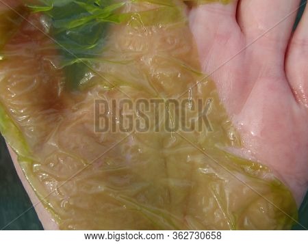 Ulva Armoricana Green Seaweed in Human Hand