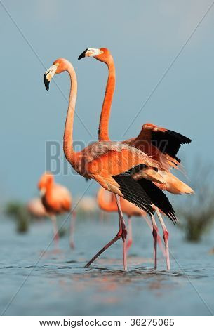 미국 플라밍고 (phoenicopterus Ruber)