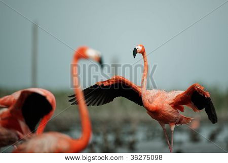 플라밍고 (phoenicopterus Ruber)