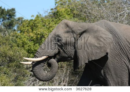 Elefante
