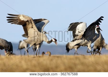 The Common Crane (grus Grus), Also Known As The Eurasian Crane. Crane Standing In Yellow Grass. Danc