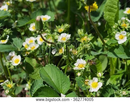 Strawberry Blossoming White Flowers Close Up Horizontal Orintation Green Background
