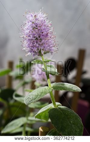 Tpurple Mint Flower Blossoming Flower. Close Up. Horizontal Orintation. Green Background