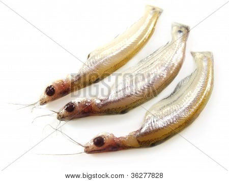 Fresh water Batshi fish of Southeast Asia