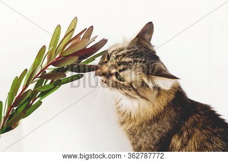 Cute Tabby Cat Smelling Green Branch With Leaves On White Background. Unusual Creative Flower. Home