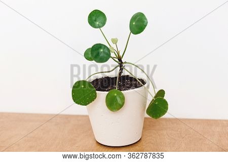 Pilea Peperomioides Plant In Modern Pot On White Background With Copy Space. Modern Home Decor. Hous